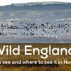Wild England: What to see and where to see it this November
