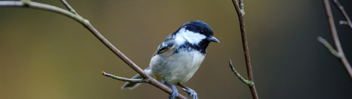 How to identify a coal tit