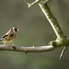 How to identify a goldfinch