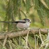 How to identify a long-tailed tit