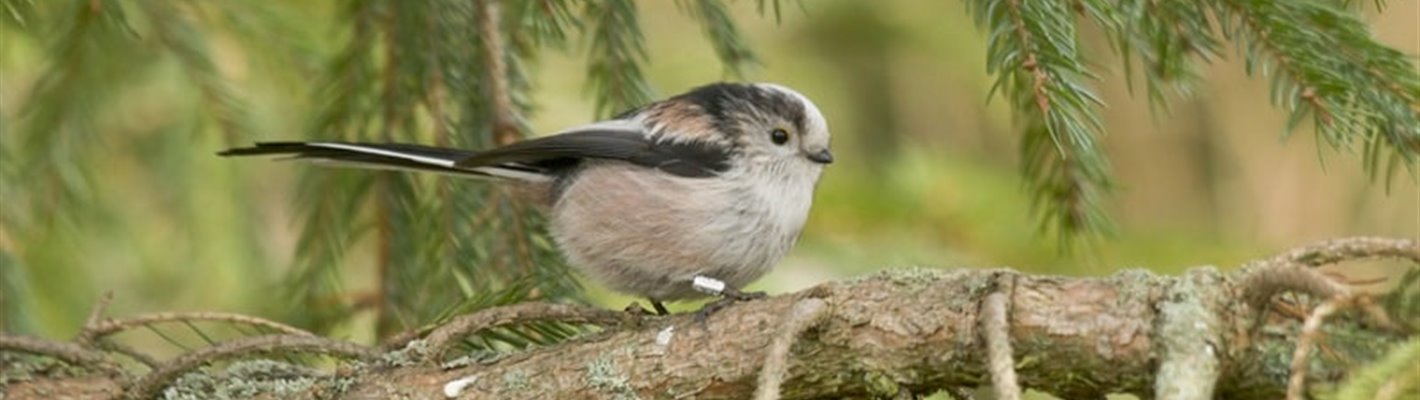 How to identify a long-tailed tit