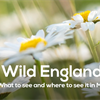 Wild England: What to see and do this May.