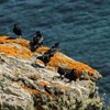 Special Memories: Securing the Future of Cornish Chough