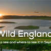 Wild England: What to see and do this September