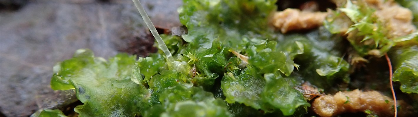 Liverwort Weedy Frillwort