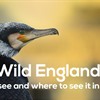 Wild England: What to see and do this January.