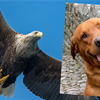 Illegal poison kills rare eagle and dog on Sussex shooting estate