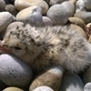 Volunteers needed to help ‘tern’ around the fate of one of the most threatened UK seabirds.