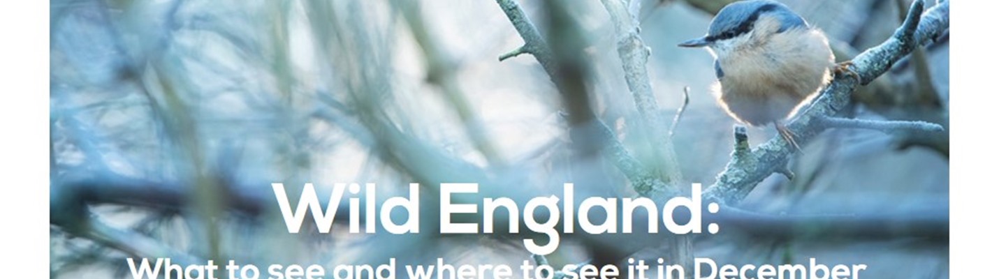 Wild England: what to see and where to see it this December