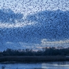 Starlings in the sky – spectacular displays this winter