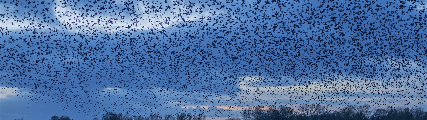 Starlings in the sky – spectacular displays this winter