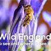 Wild England: What to see and do this April