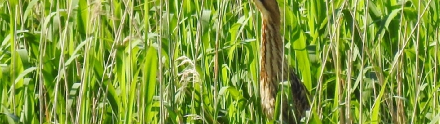 Booming bittern bounce-back continues