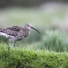 A close-up image of a Curlew in grassland with blurred background.