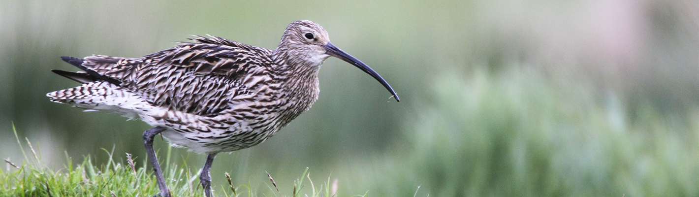 A close-up image of a Curlew in grassland with blurred background.