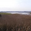 Energy development proposals along the Suffolk coast pose serious concerns for wildlife – here’s how you can help
