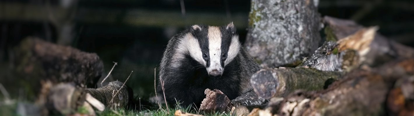 Where are all the badgers? My quest for the urban badger