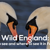 Wild England: What to see and do this February