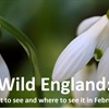 Wild England: Let nature be your Valentine this February