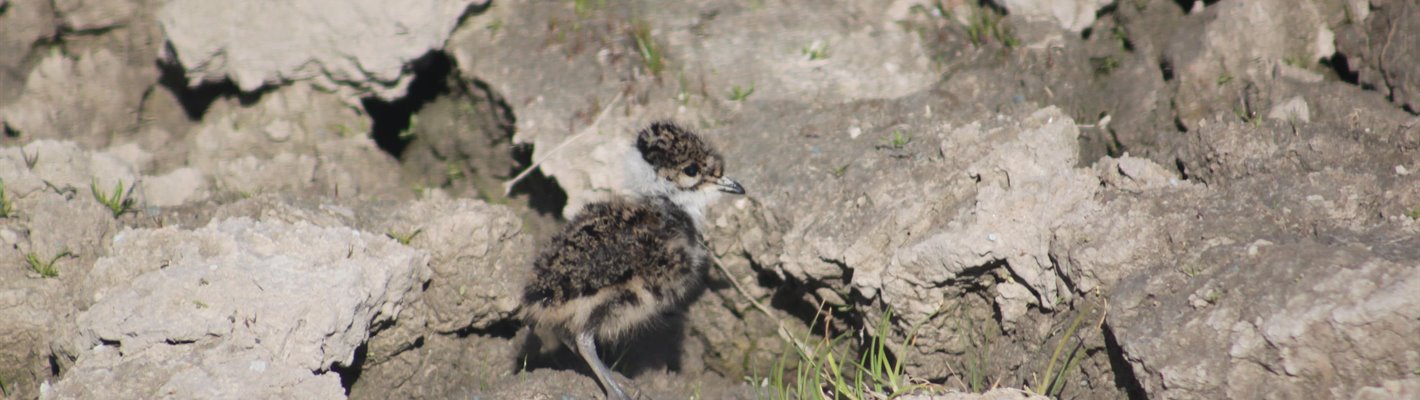 Watch your Step to help protect breeding wetland birds