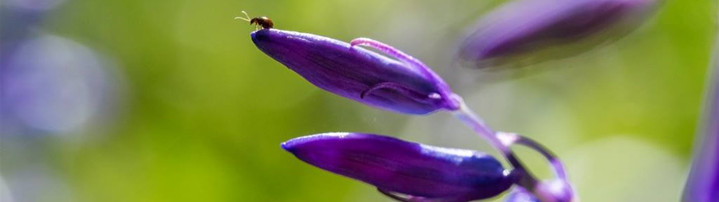 Small beetle sitting on the end of a common bluebell flower