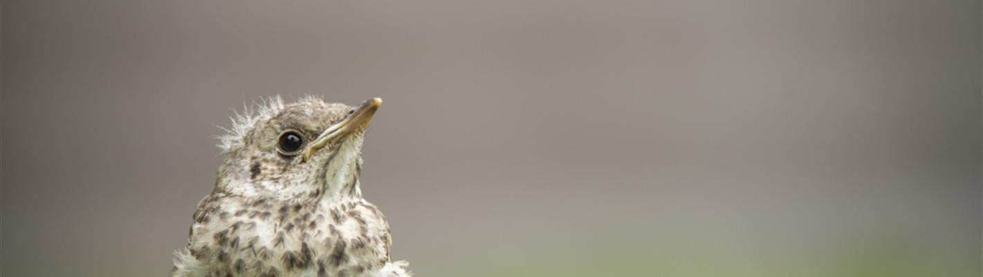 What to do if you find a baby bird