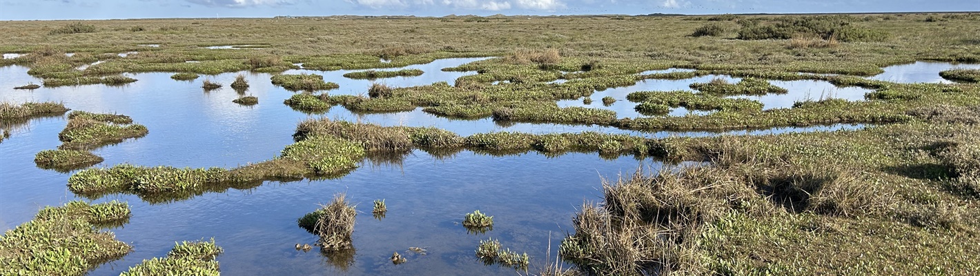 An expansive picture of a saltmarsh with a mixture of shallow pools, green tussocks of vegetation and blue sky stretching into the distance