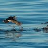 Next Steps – Helping Lundy and the Isles of Scilly Achieve their Seabird Potential.