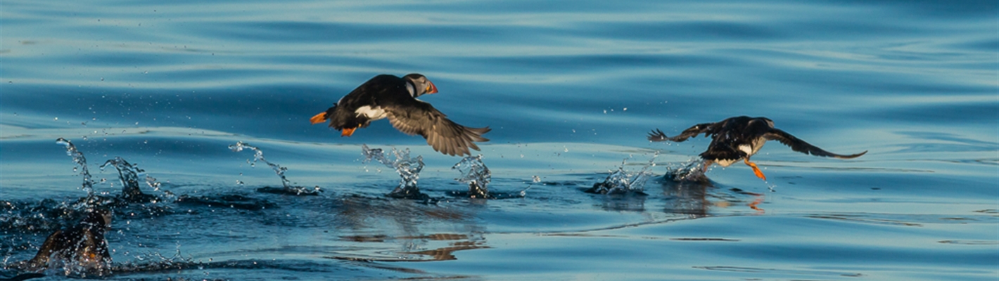 Next Steps – Helping Lundy and the Isles of Scilly Achieve their Seabird Potential.