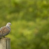 Rippling effects of conservation creates a home for Turtle Doves at Kent farm