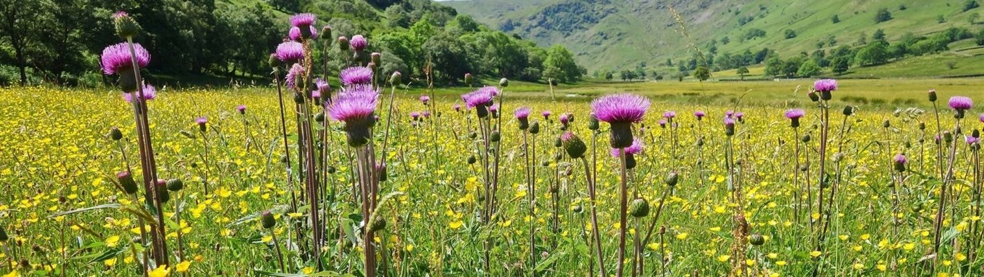 Demand a nature rich future for England’s protected landscapes
