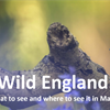 Wild England: What to see and where to see it in March