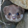 Weasel sighting - the UK&#39;s smallest carnivore