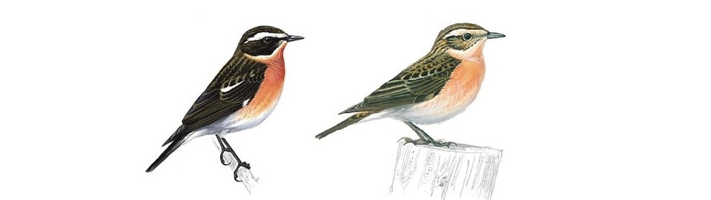 A Geltsdale colour ringed Whinchat has been spotted in Hampshire on its spring migration