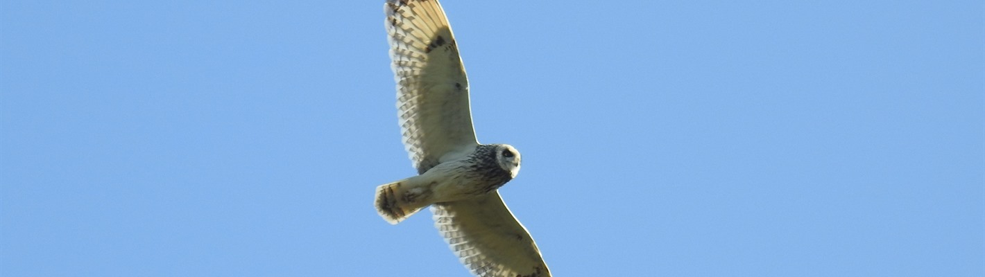 Profiling three types of owls found at RSPB Geltsdale