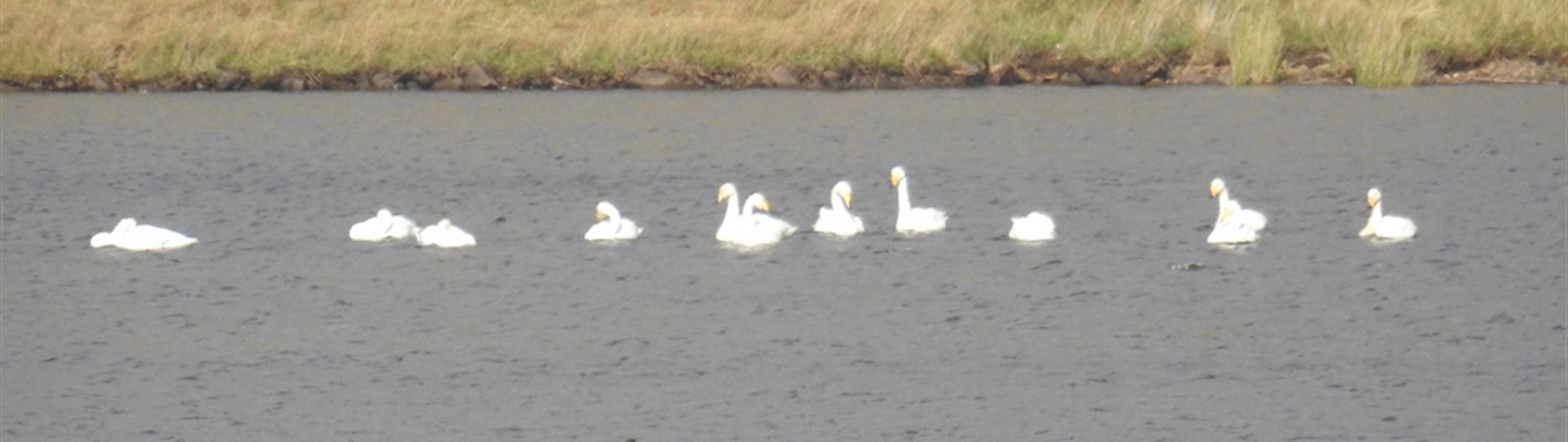 Do you know your swans? How to tell the difference between Mute, Whooper and Bewick&#39;s Swans