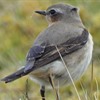 It&#39;s a sign that summer is coming as Wheatears arrive at RSPB Geltsdale