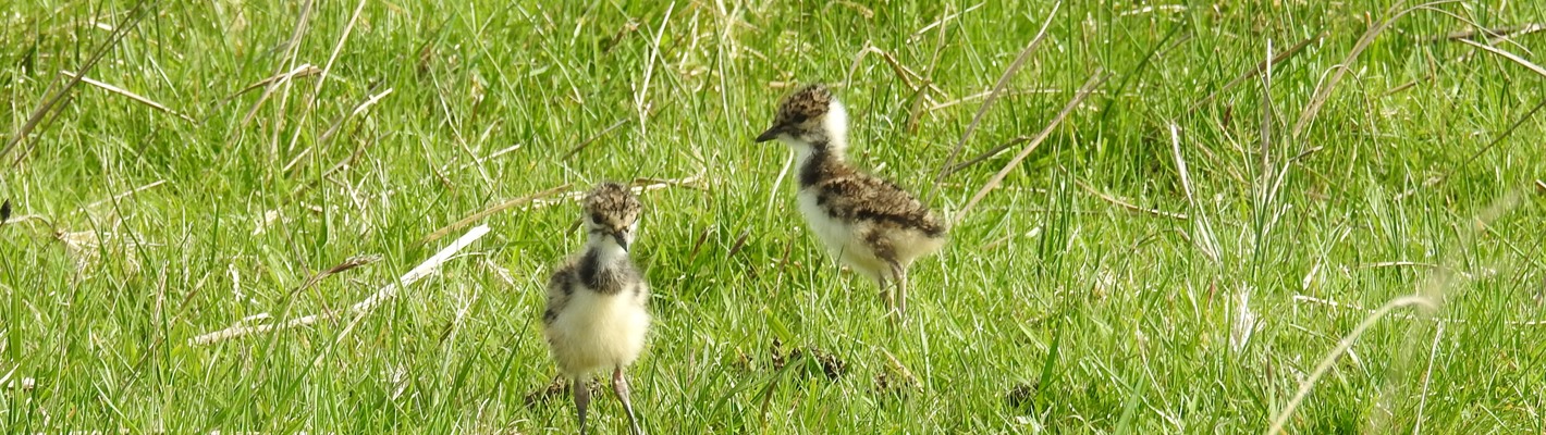 Lapwing chicks caught on camera!