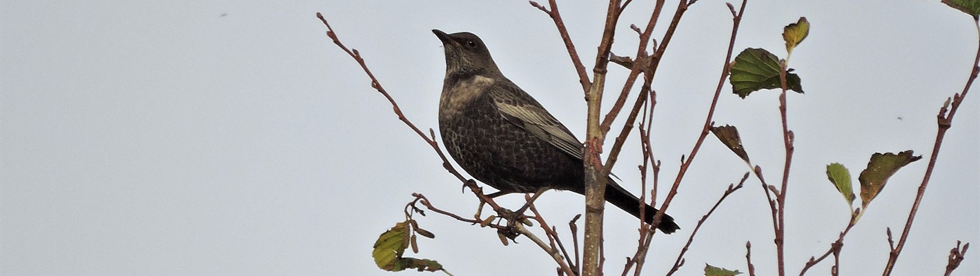 Introducing the Ring Ouzel - often mistaken for the common Blackbird, but with some distinctive differences