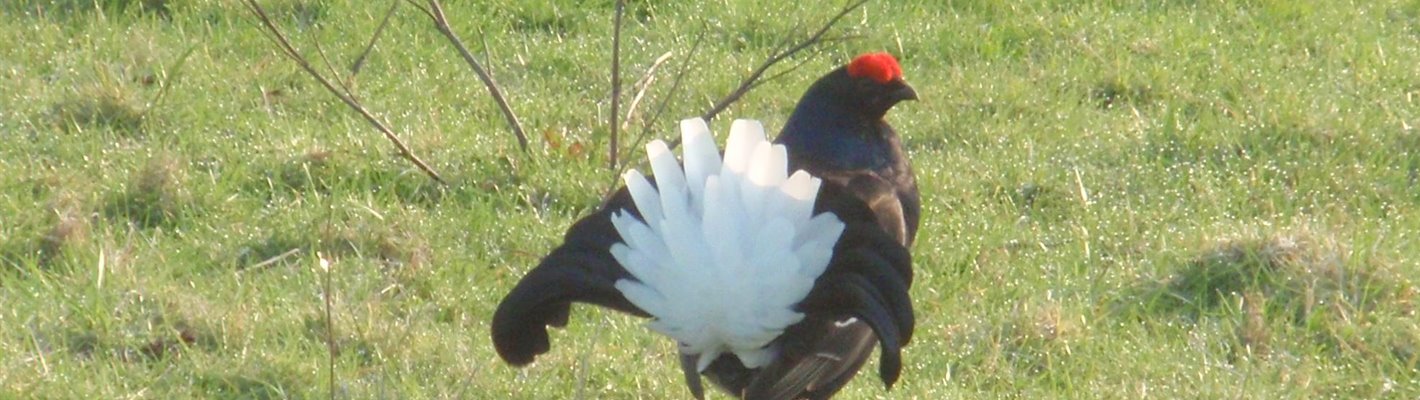 Black Grouse: An elusive bird with an unusual mating ritual