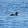 A rare, all-black, diving seaduck, called a Common Scoter, is an exciting new sighting at RSPB Geltsdale