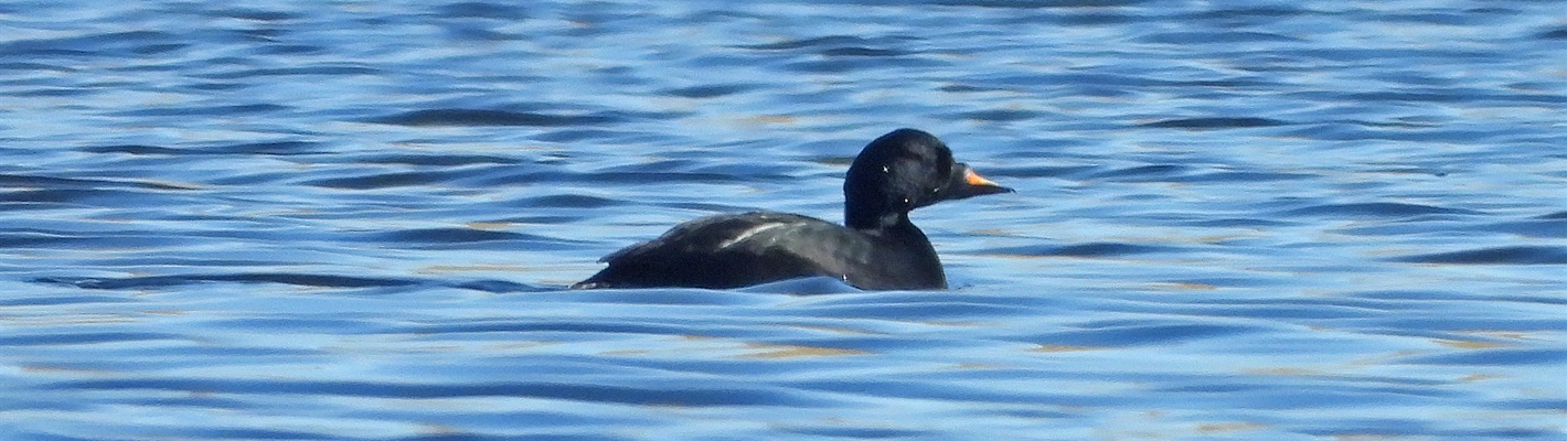 A rare, all-black, diving seaduck, called a Common Scoter, is an exciting new sighting at RSPB Geltsdale