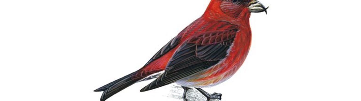 Common Crossbill: The chunky finch with a distinctive bill which gives it its name