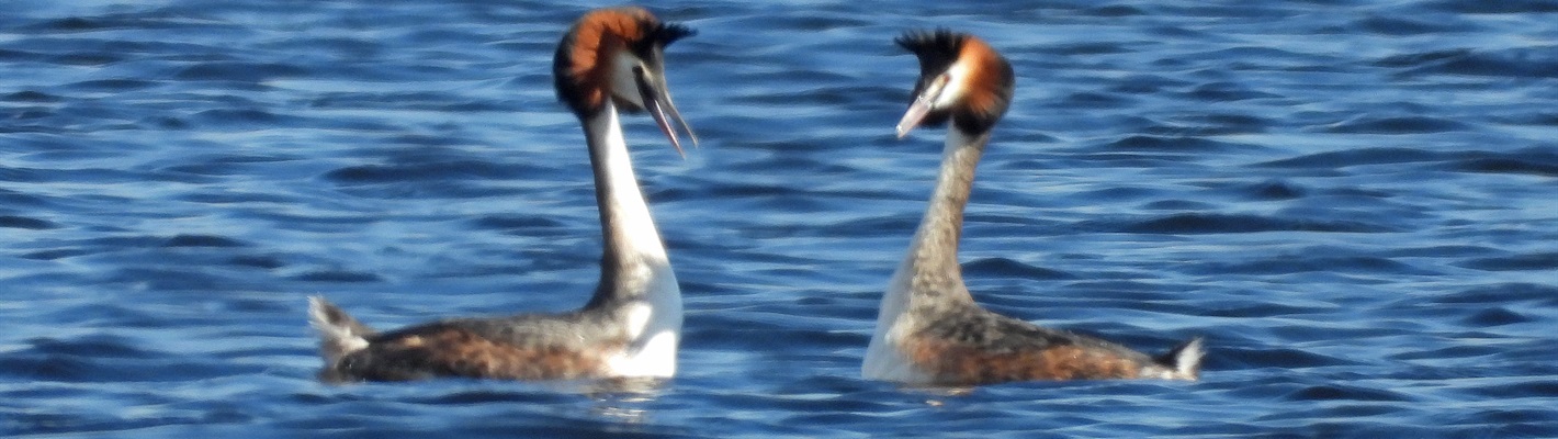 Witness the spectacle of Great Crested Grebes performing their courtship ritual on the tarn at RSPB Geltsdale