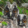 Elusive and regal: Long-eared Owls have been spotted at the edge of the reserve