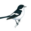 The song of the Pied Flycatcher has been heard by the tarn at RSPB Geltsdale