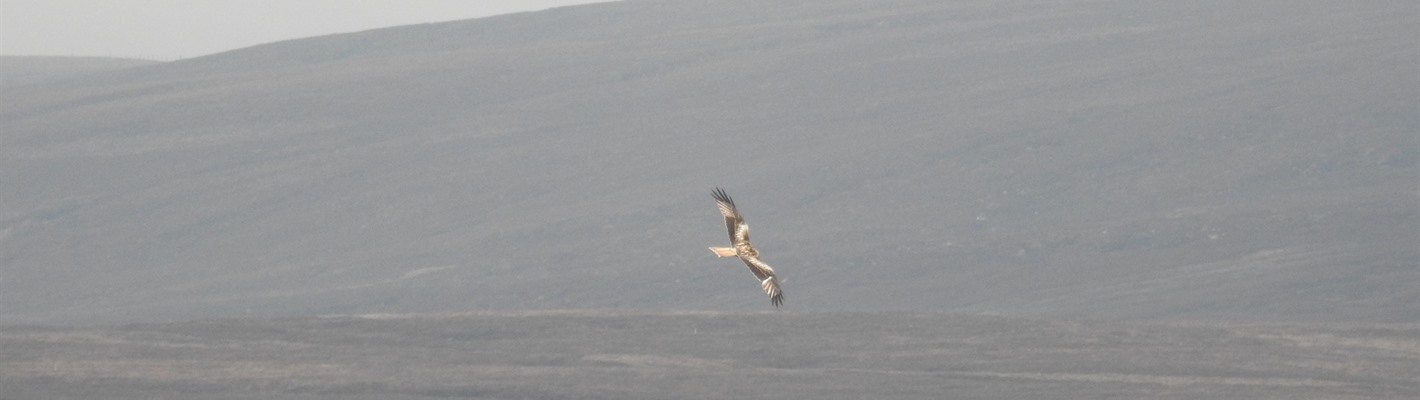 A distinctive bird of prey featured in Shakespeare&#39;s writing has been spotted at RSPB Geltsdale
