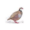 Red-legged Partridge: A plump, beautiful bird which prefers to run instead of fly