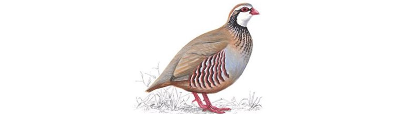 Red-legged Partridge: A plump, beautiful bird which prefers to run instead of fly