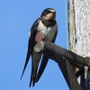 Learn how to tell the difference between Swallows, Swifts, House Martins and Sand Martins